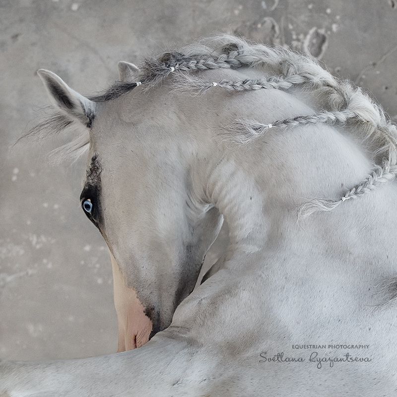 horse, лошадь, лошади, details, portrait expression фото превью