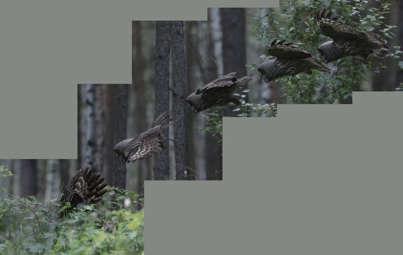 5 кадров в секунду фото превью