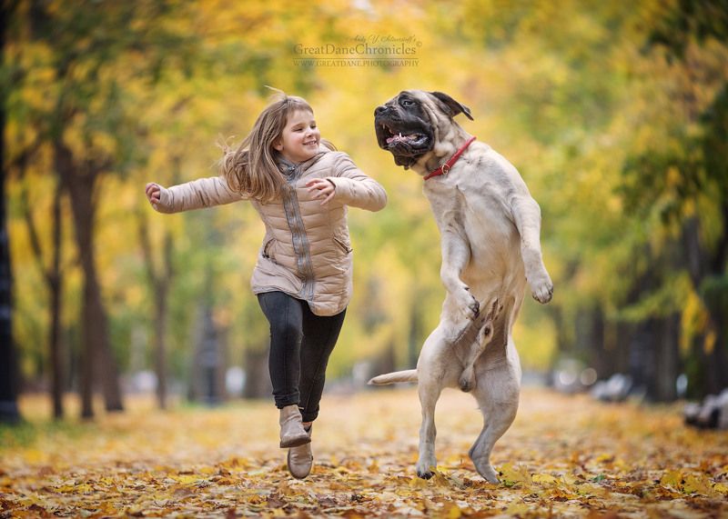 On a walk with the English Mastiff фото превью