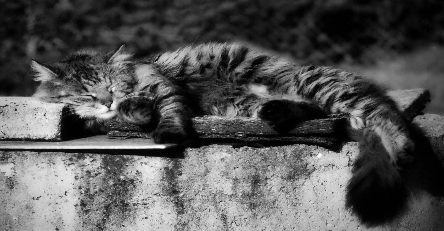 кошки, Sixten ( Сергей )