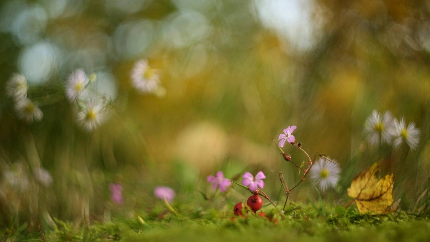 , Эдуард Колобошников