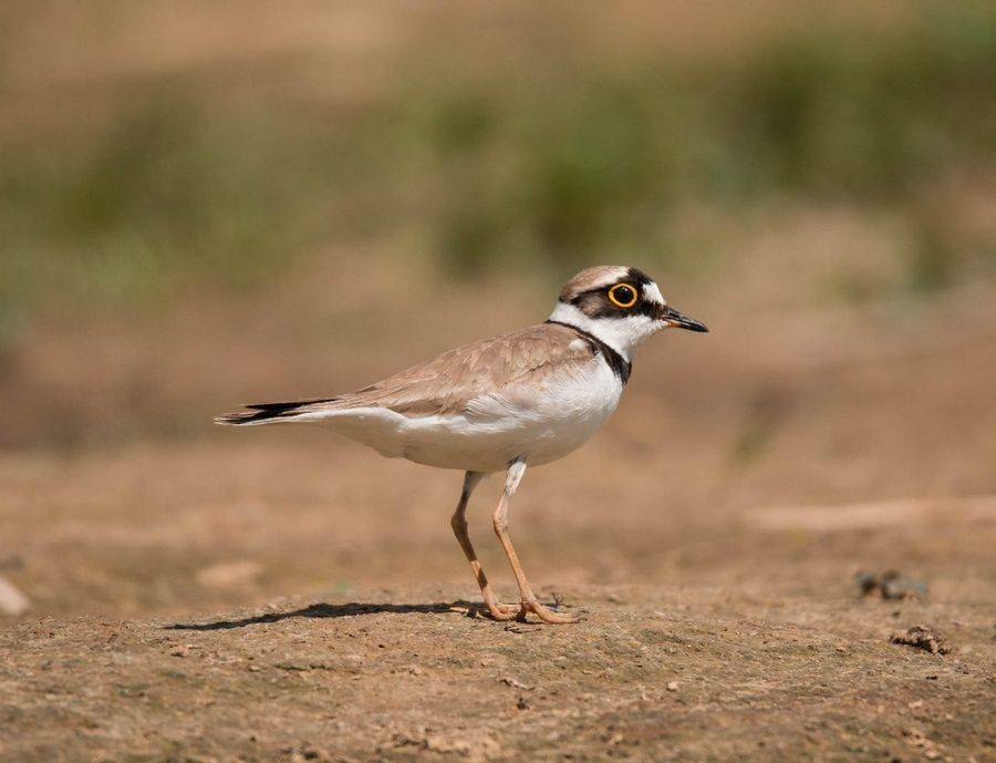 птицы, зуек, , Владимир Пакалевич