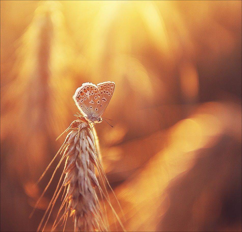 , Krzysztof Trojanowski