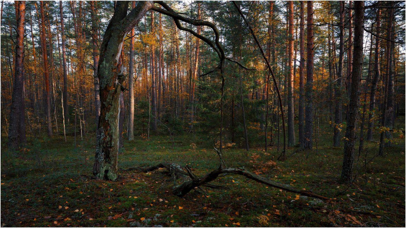 , Михаил Кушнер