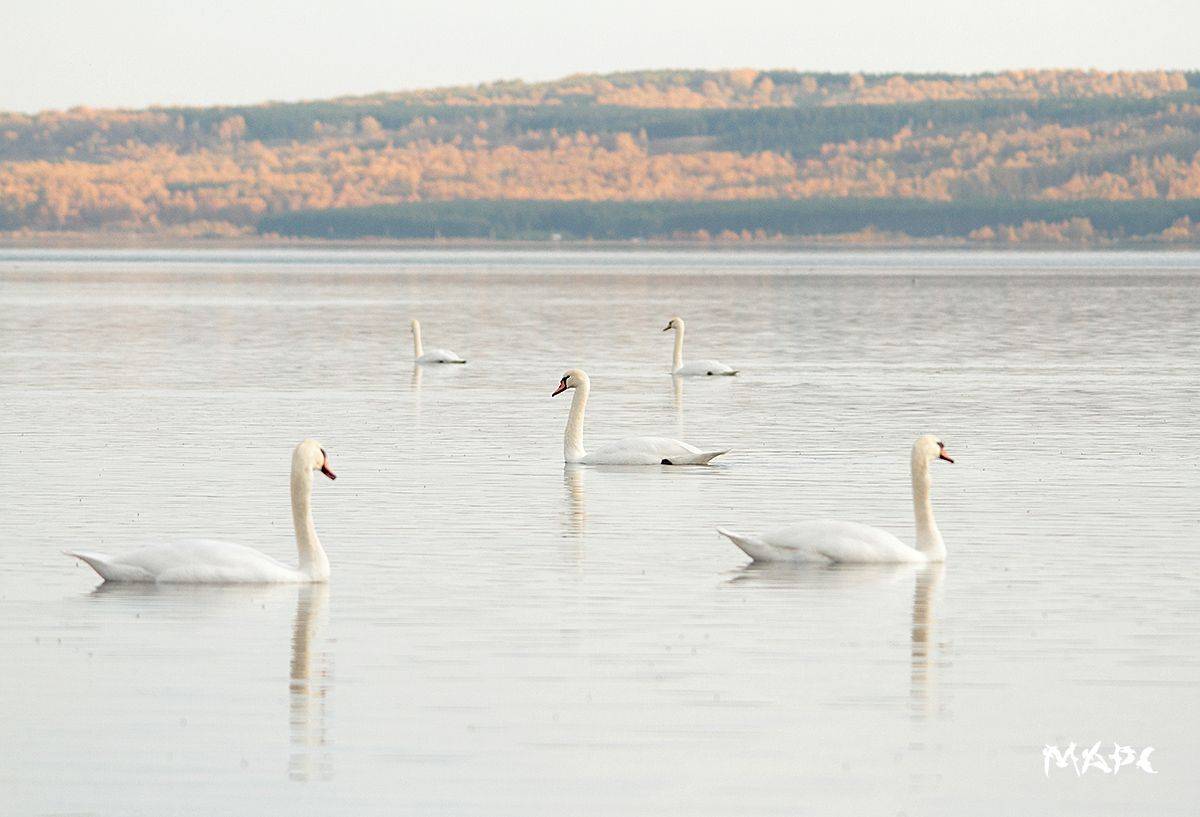 птицы лебеди озеро кандры куль башкортостан осень, Шангареев Марс