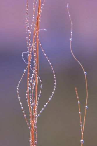 Связующие нити