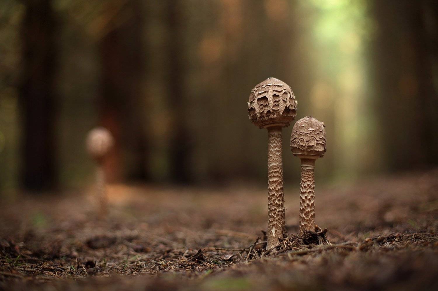 , Вадим Морозов