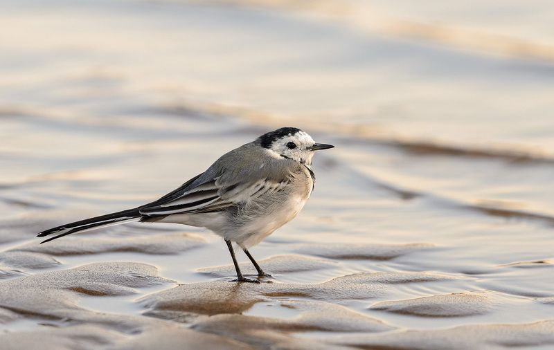белая трясогузка белая трясогузка фото превью