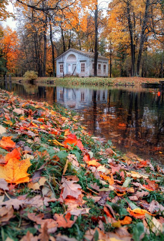 на ковре из желтых листьев фото превью