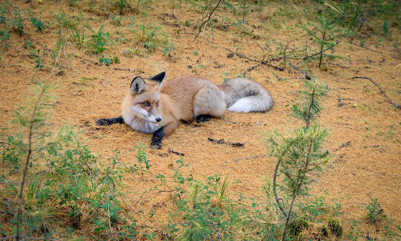 Лиса.Случайная встреча. фото превью