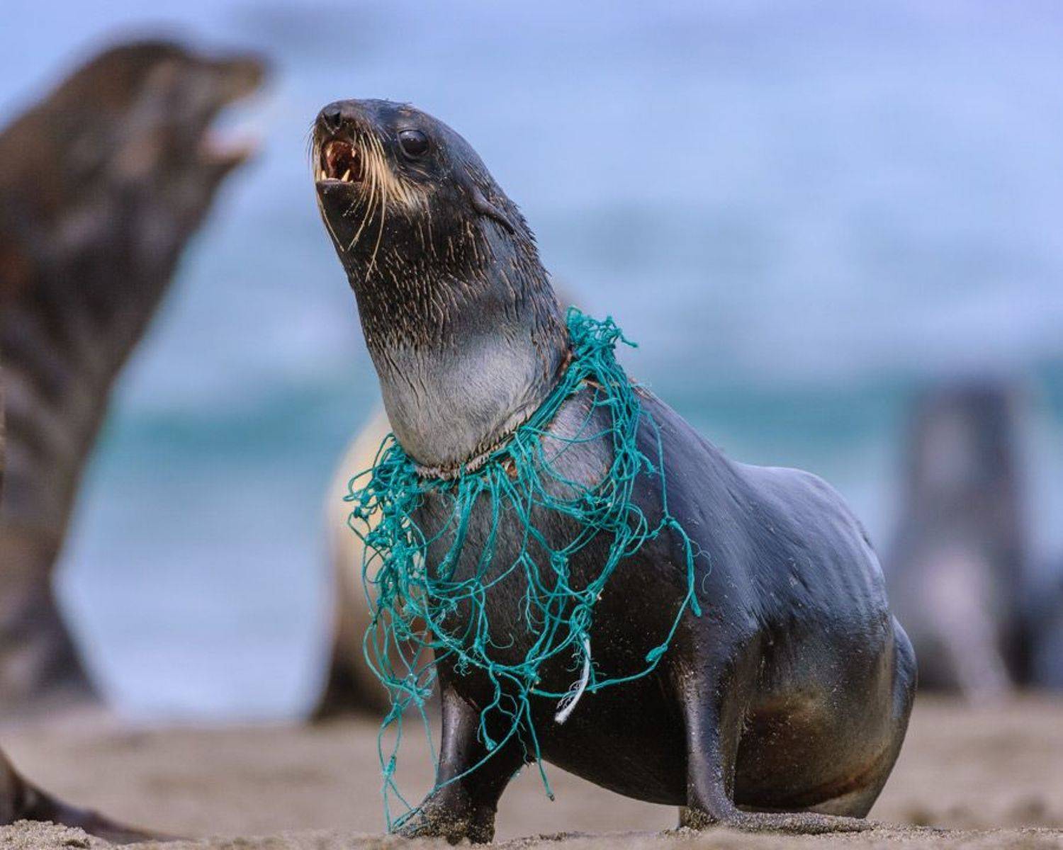 северный морской котик, Сергей Иванов