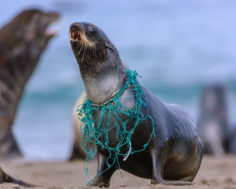 северный морской котик Люди ! За что ? фото превью