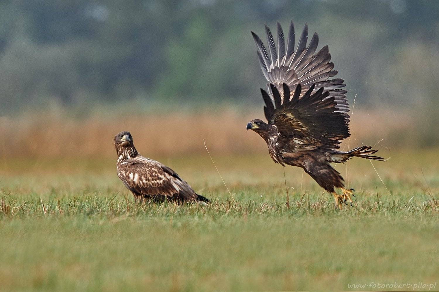  bielik, Haliaeetus albicilla, Robert Szmytkowski