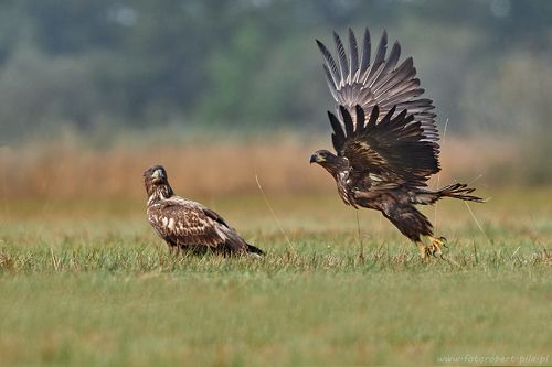  bielik, birkut (Haliaeetus albicilla)