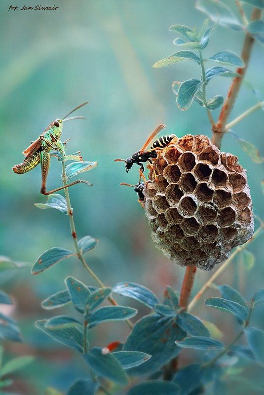 Welcome to my fairy tale. фото превью