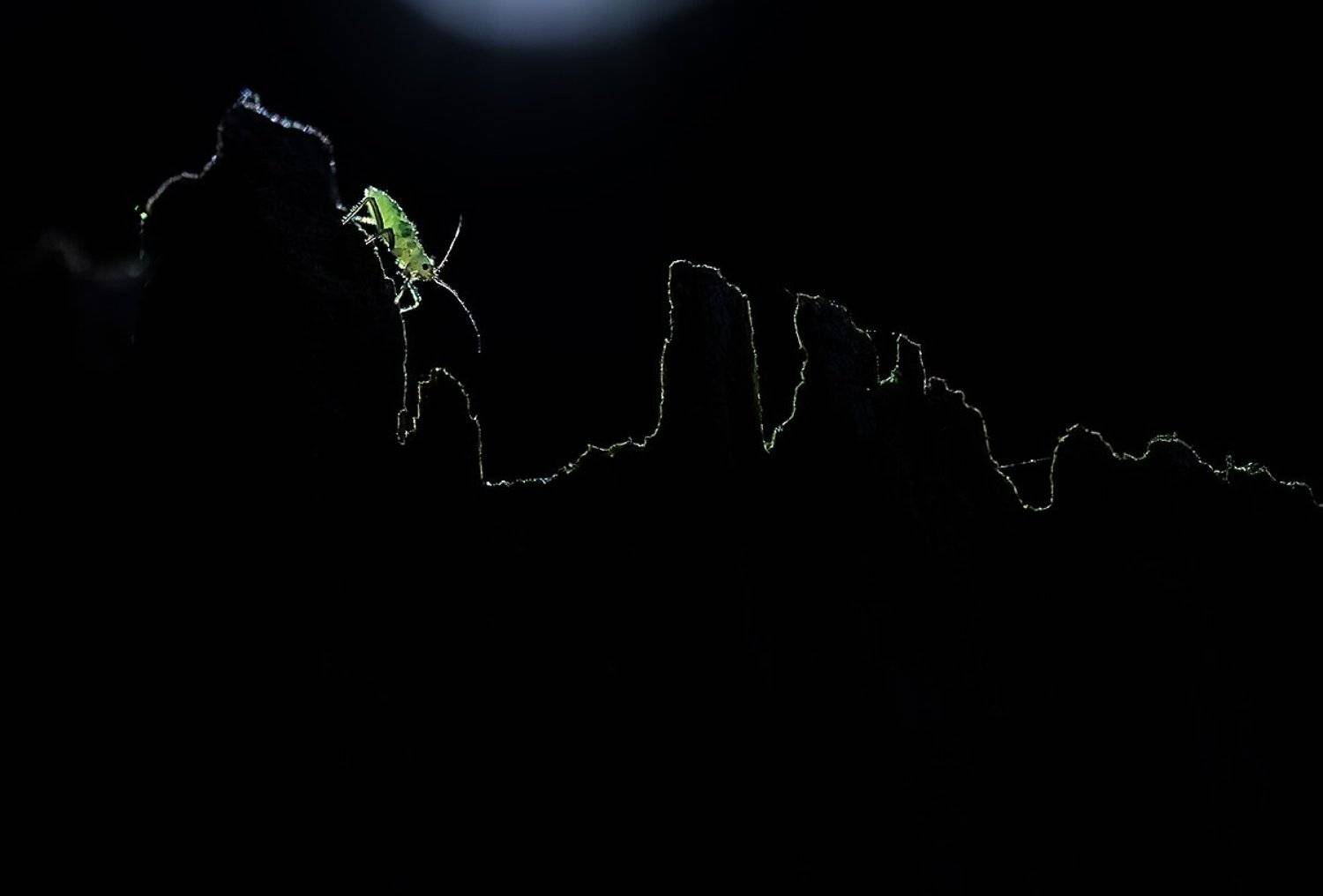 , Валерия Зверева