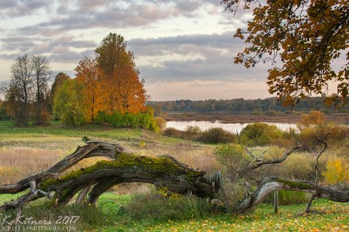 Autumn And Fallen Tree