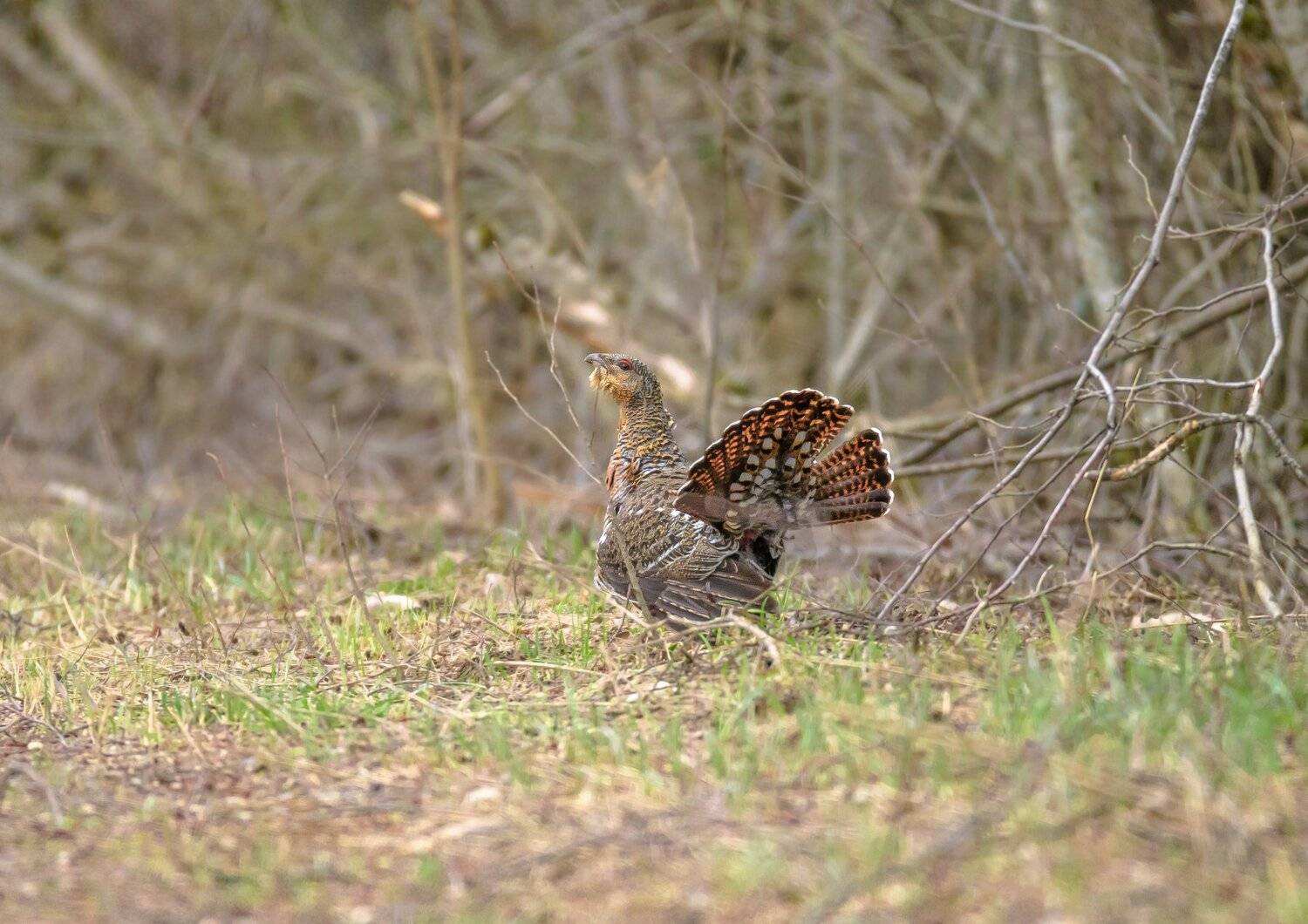 глухарка, доминирование, птица, курица, самка глухаря, ток, весна, цлгз, центрально-лесной заповедник, удача, Ксения Соварцева