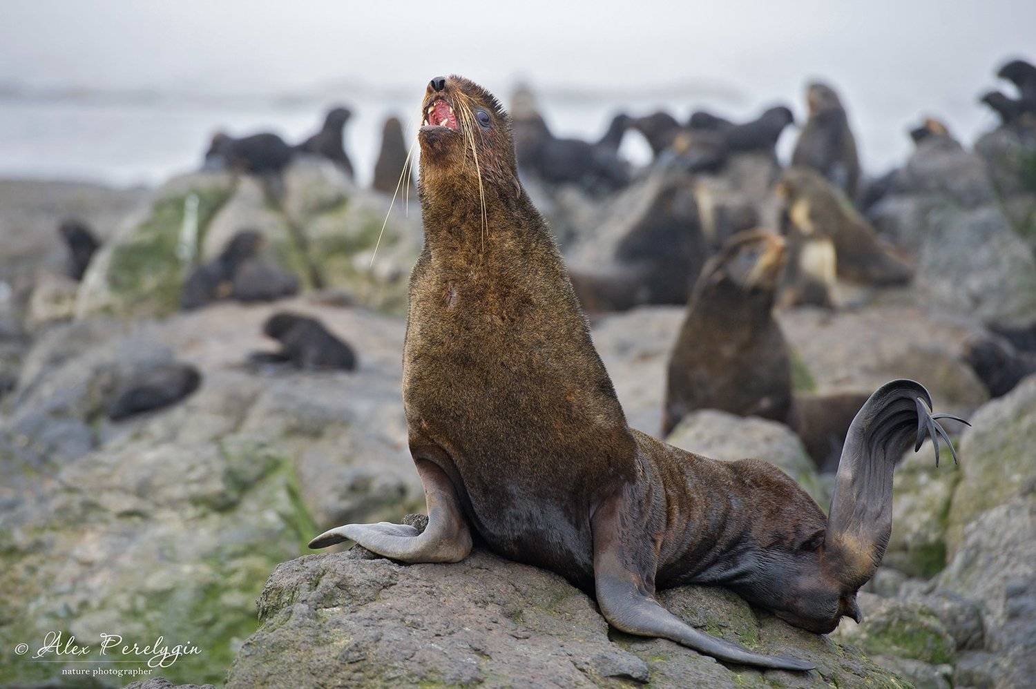 , Алексей Перелыгин