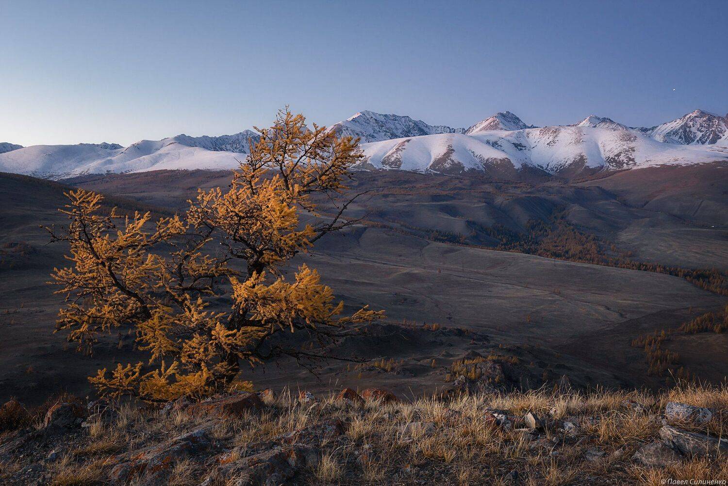Алтай, Курай, пейзаж, горы, вечер, закат, лиственница, осень, ледник, снег, скалы, Павел Силиненко