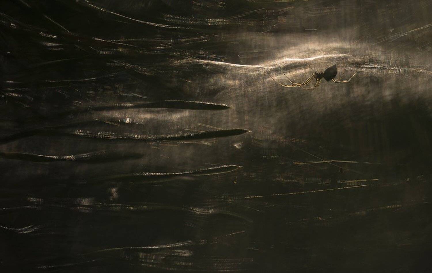 макро, паук, иголки, свет, цвет, остро, воронеж,, Геннадий Мещеряков