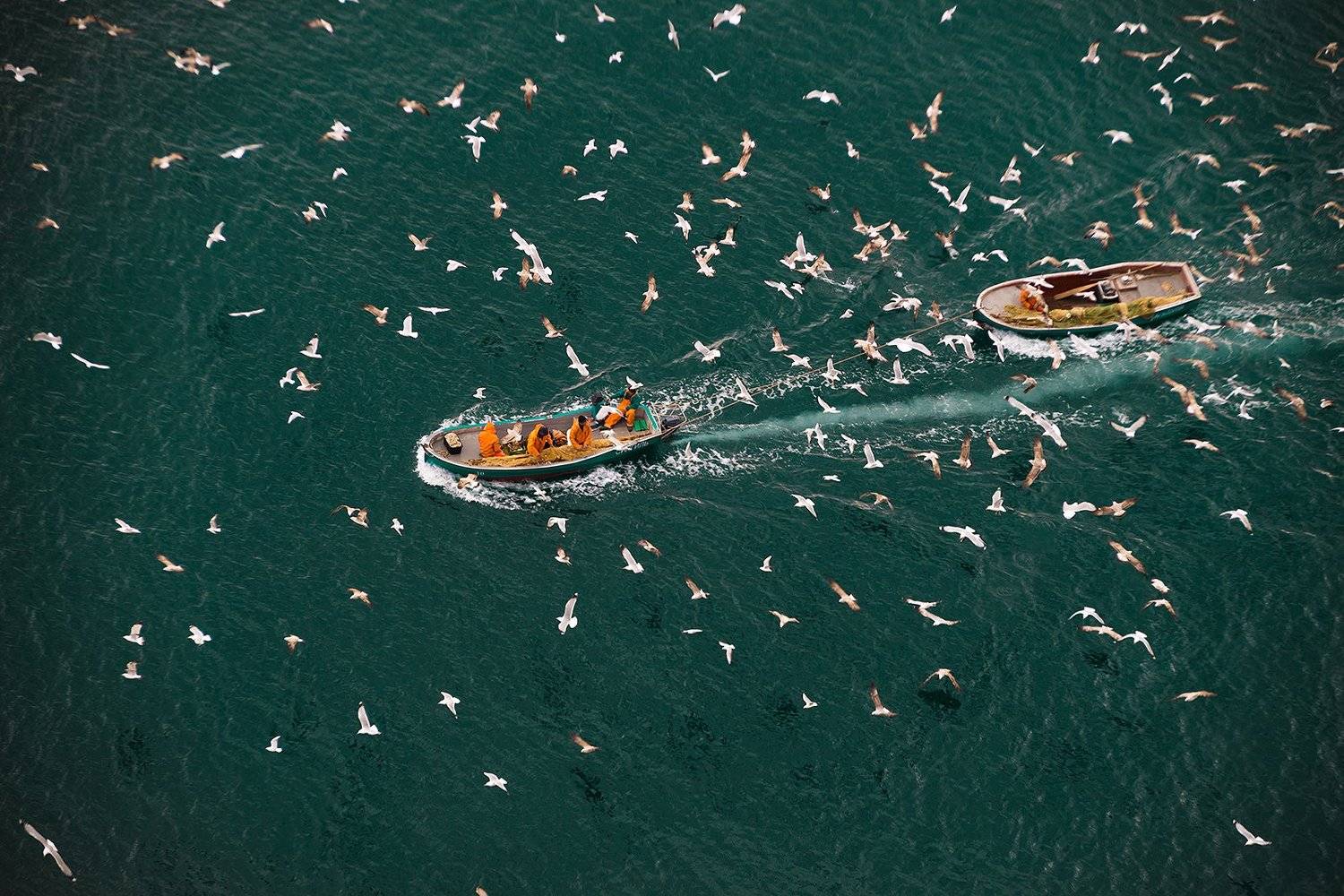 лодка, чайка, улов, море, балаклава, Макс