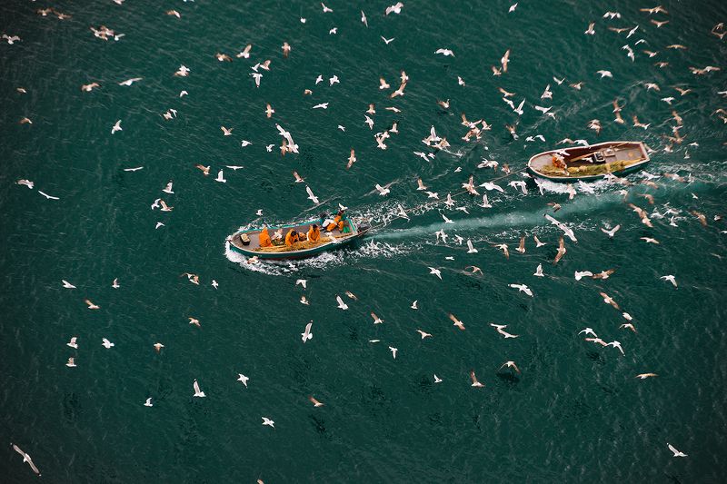 лодка, чайка, улов, море, балаклава \