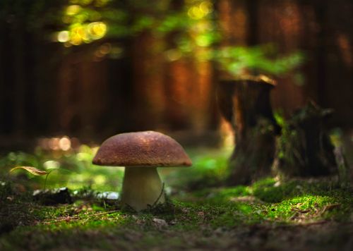 В сказочном лесу