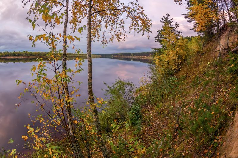 осенние березки на обрыве ) фото превью