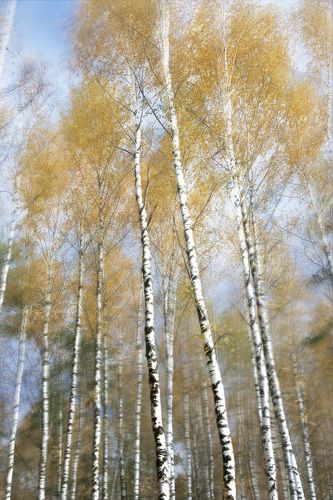 Шум осеннего ветра . The noise of the autumn wind