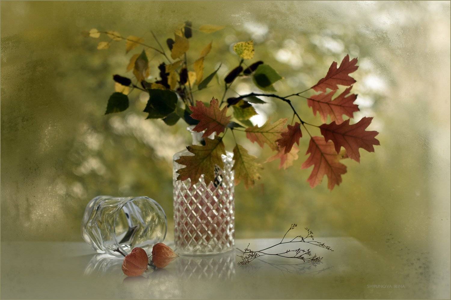 , Шипунова Ирина