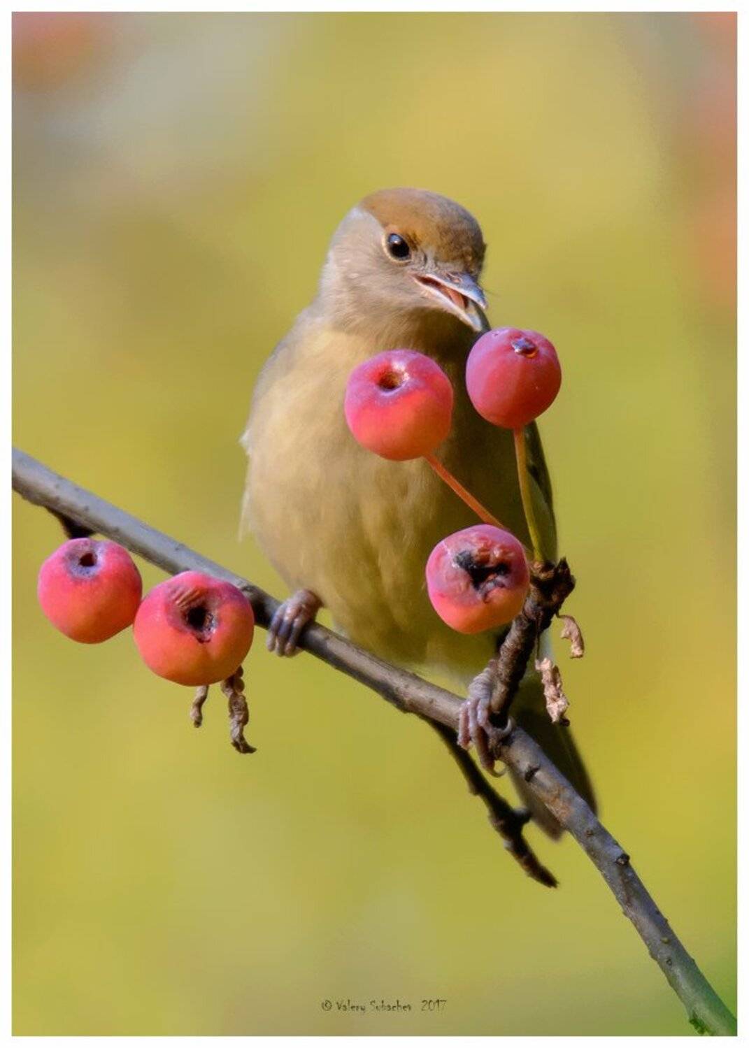 , Валерий Субачев