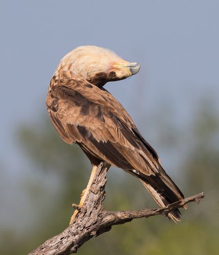 Каракара - Caracara Head Tilt.