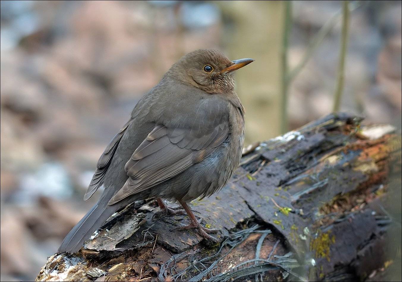 дрозд, Андрей Медведев