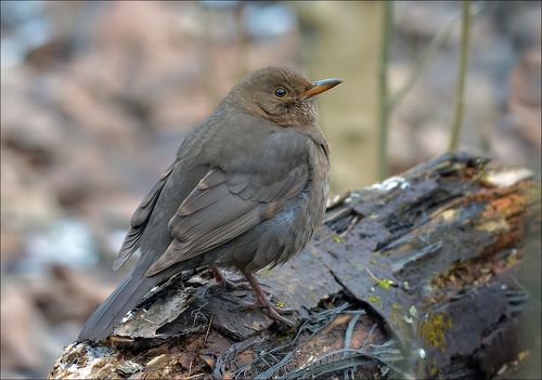Самка чёрного дрозда