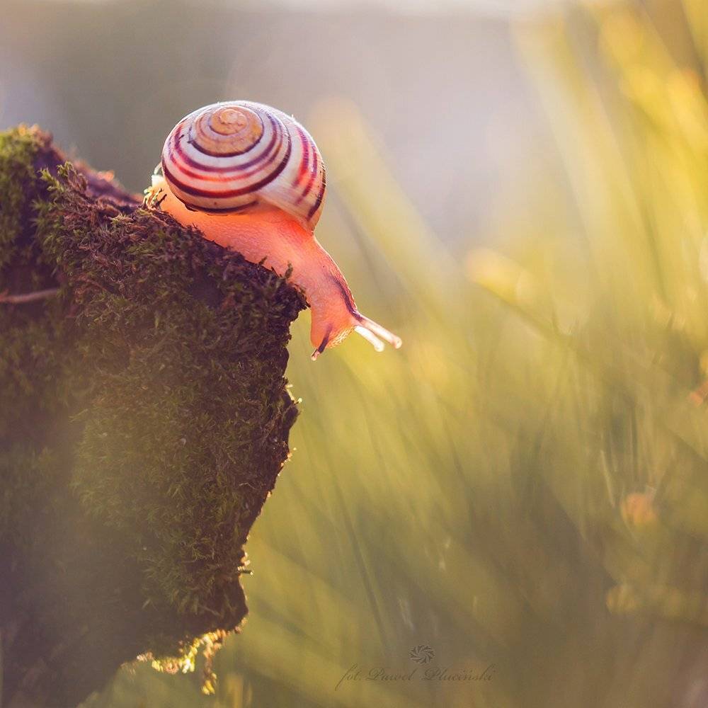 , Pawel Plucinski