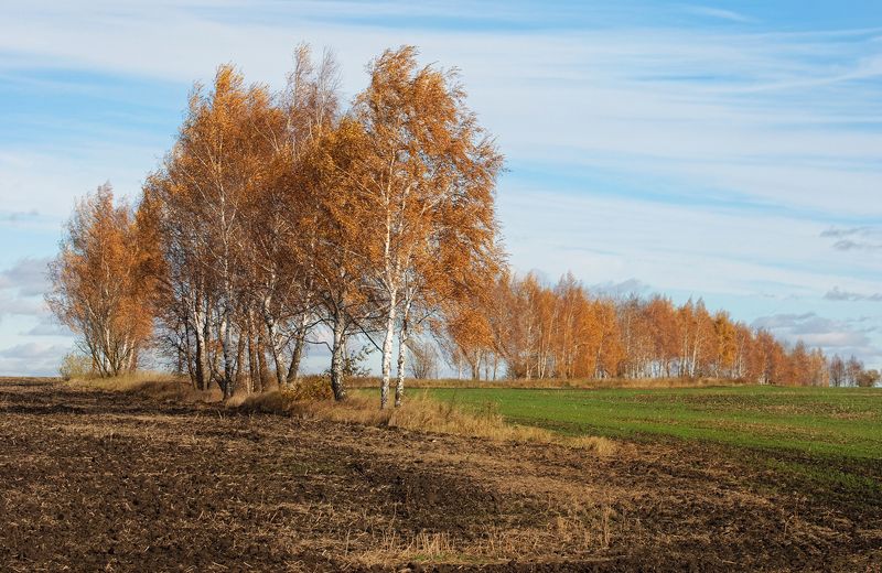 октябрь, поле, березки, тульские, просторы, 70-300мм Прощальные аккорды октября фото превью
