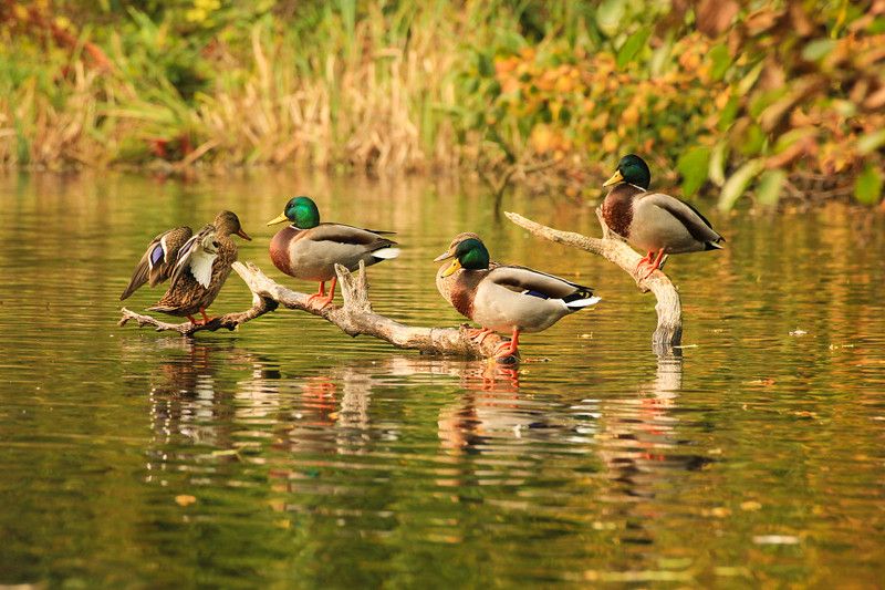 природа, озеро,  птицы, утки, Утиные посиделки фото превью