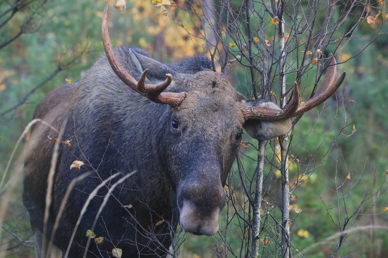 Лось. фото превью