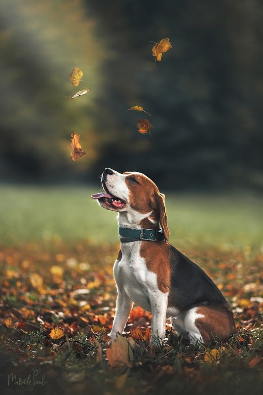 Инти фото превью