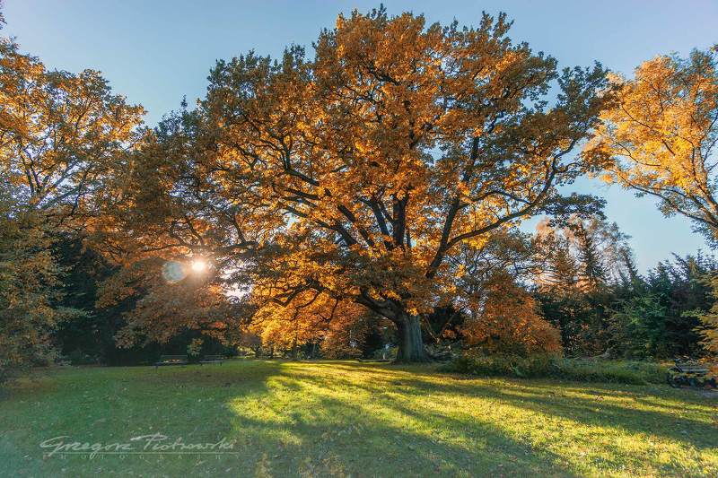 Golden Moments фото превью