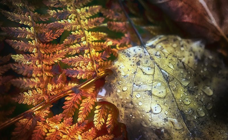 ..осень.. фото превью