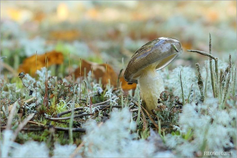 Грибное настроение... фото превью