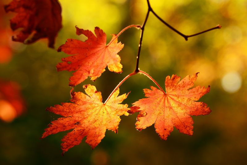 Клёники Приморья и один орех... фото превью