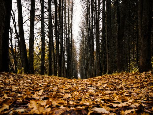 Осень в парке