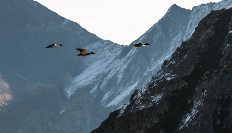 осень, октябрь, загедан, река, ацгара, пятиозерье, загедана, утки, птицы Летят утки , а два гуси задержались ! фото превью