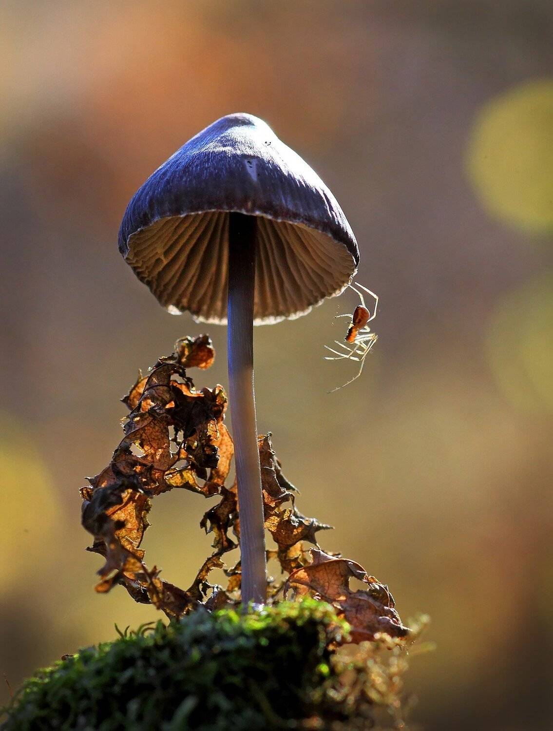 паучок, и, осень., Галина Горькавая