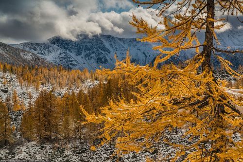 Золото алтайской осени