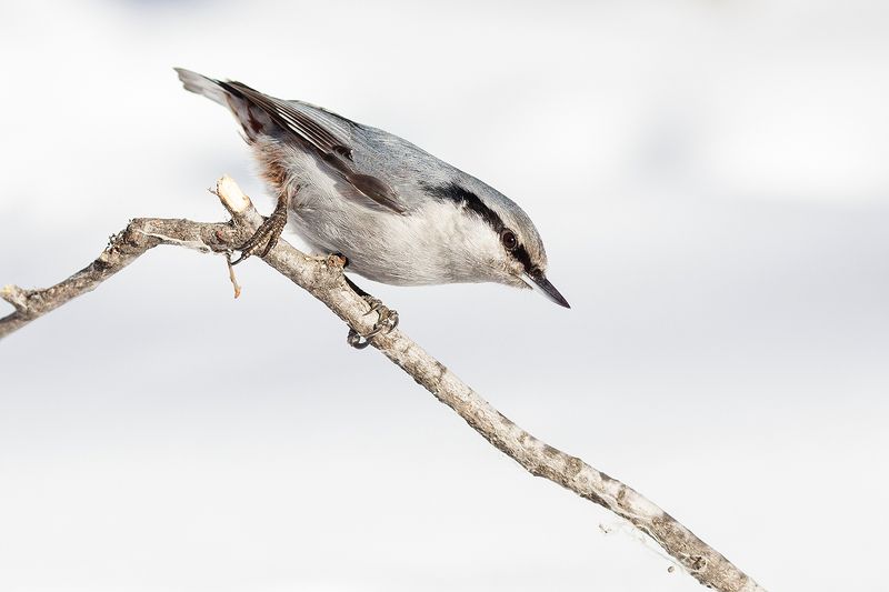 Поползень фото превью