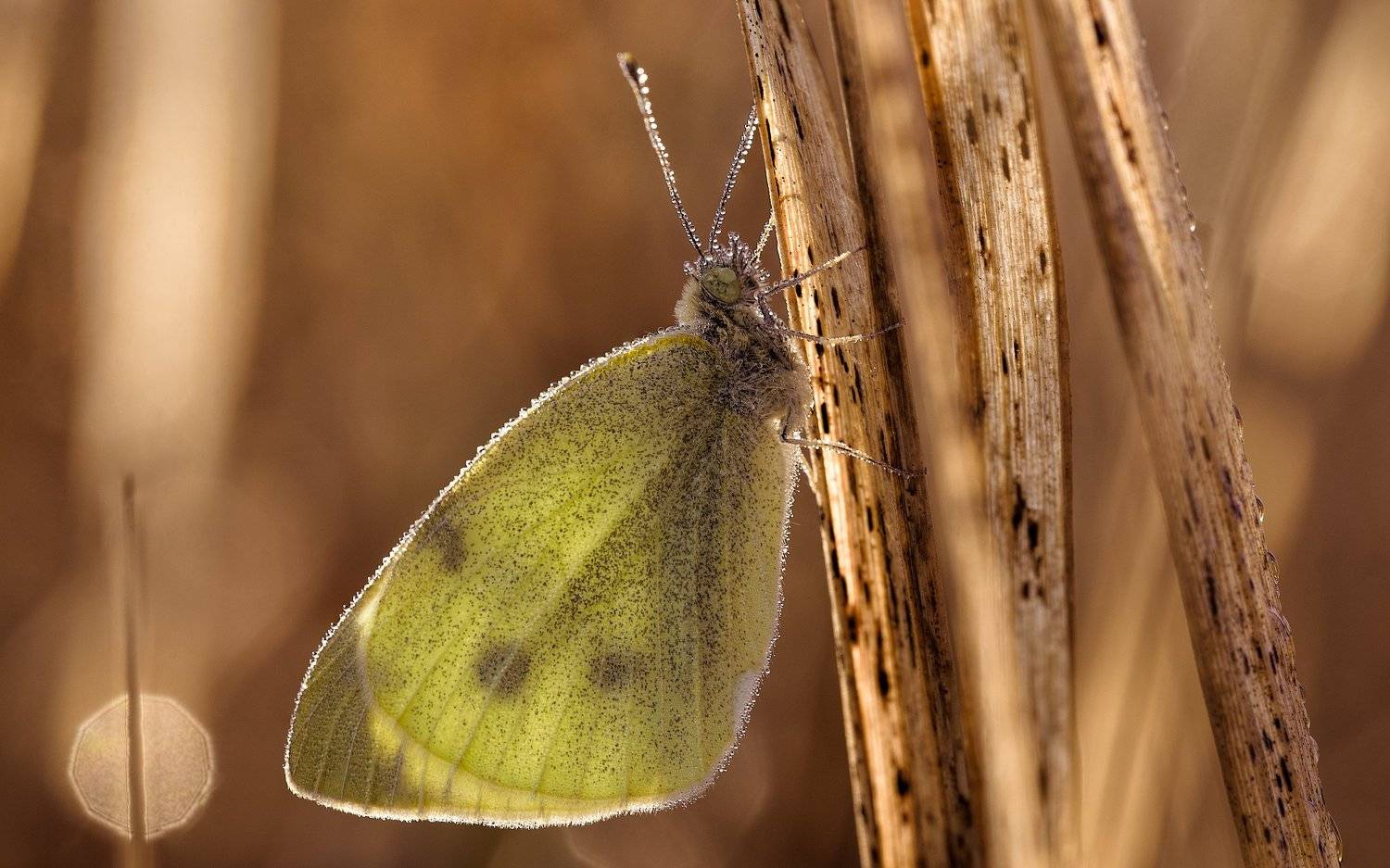 осеннее, утро, Alexander Plekhanov